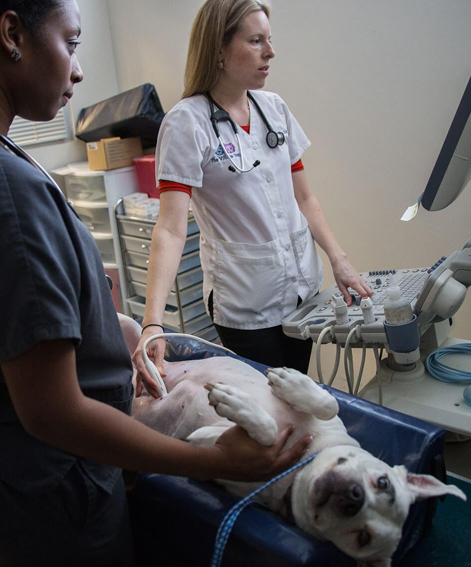 dog getting ultrasound