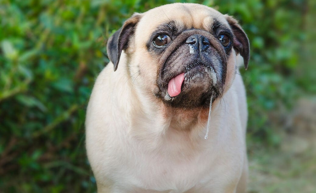 pug drooling and tongue out
