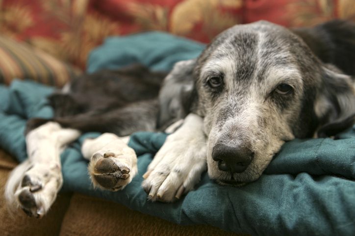 what happens if a dog eats cockroach poison