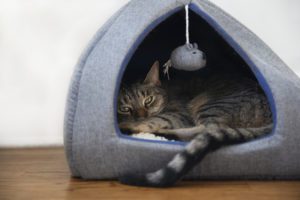 Cat nesting