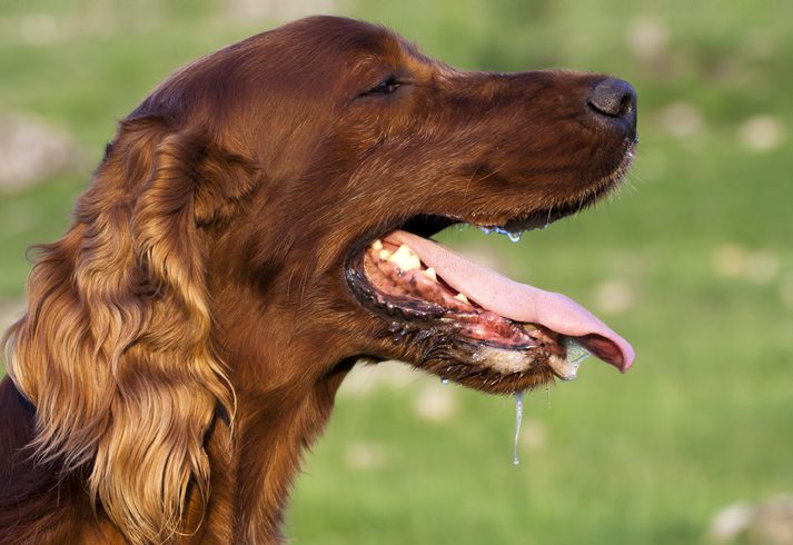6 Signs of a Panic Attack in Dogs