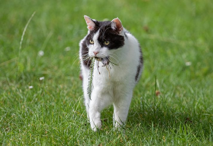 cat catching mouse