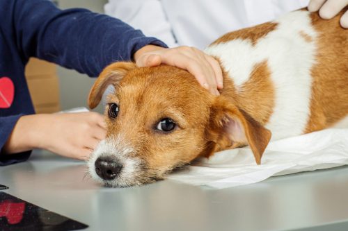 dog-at-vet-clinic