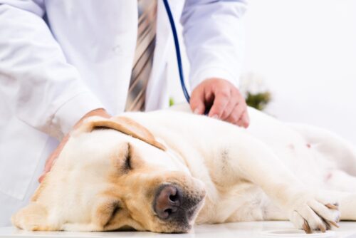 dog-at-vet-clinic