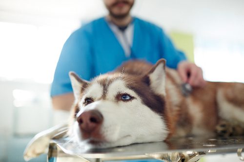 sick-dog-being-examined-by-vet