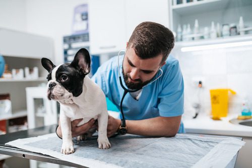 vet-examining-dog-at-clinic