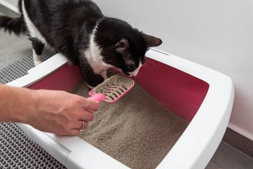 cat-stepping-into-litterbox-while-owner-cleans-it