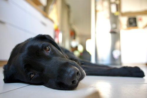 dog-laying-on-kitchen-floor