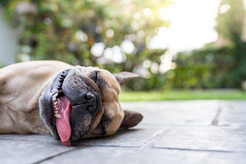 dog-laying-on-the-ground-outside-panting