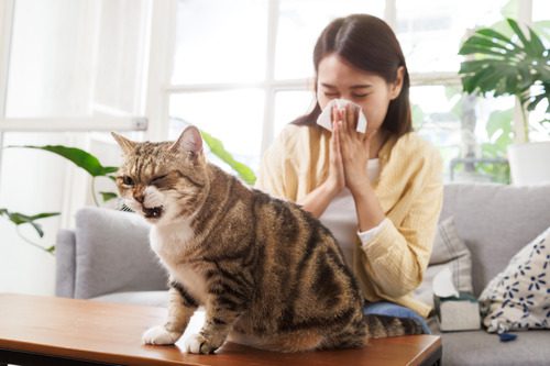cat-coughing-on-coffee-table-while-owner-blows-her-nose-on-the-couch-behind-them