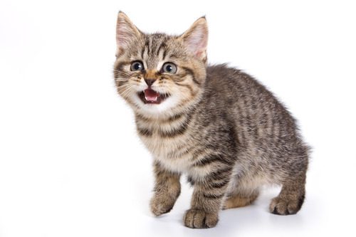tabby-kitten-meowing-on-a-white-background