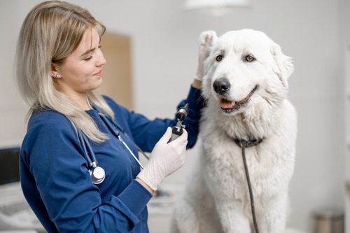 female-veterinarian-checking-dog's-ear-at-clinic
