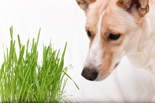 dog-looking-at-patch-of-grass-on-a-white-background