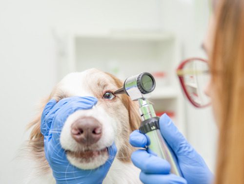 female-vet-examining-dog's-eye-at-clinic
