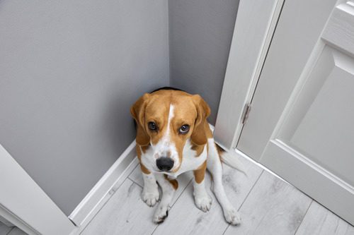 guilty-beagle-dog-sitting-in-the-corner-looking-up-at-the-camera